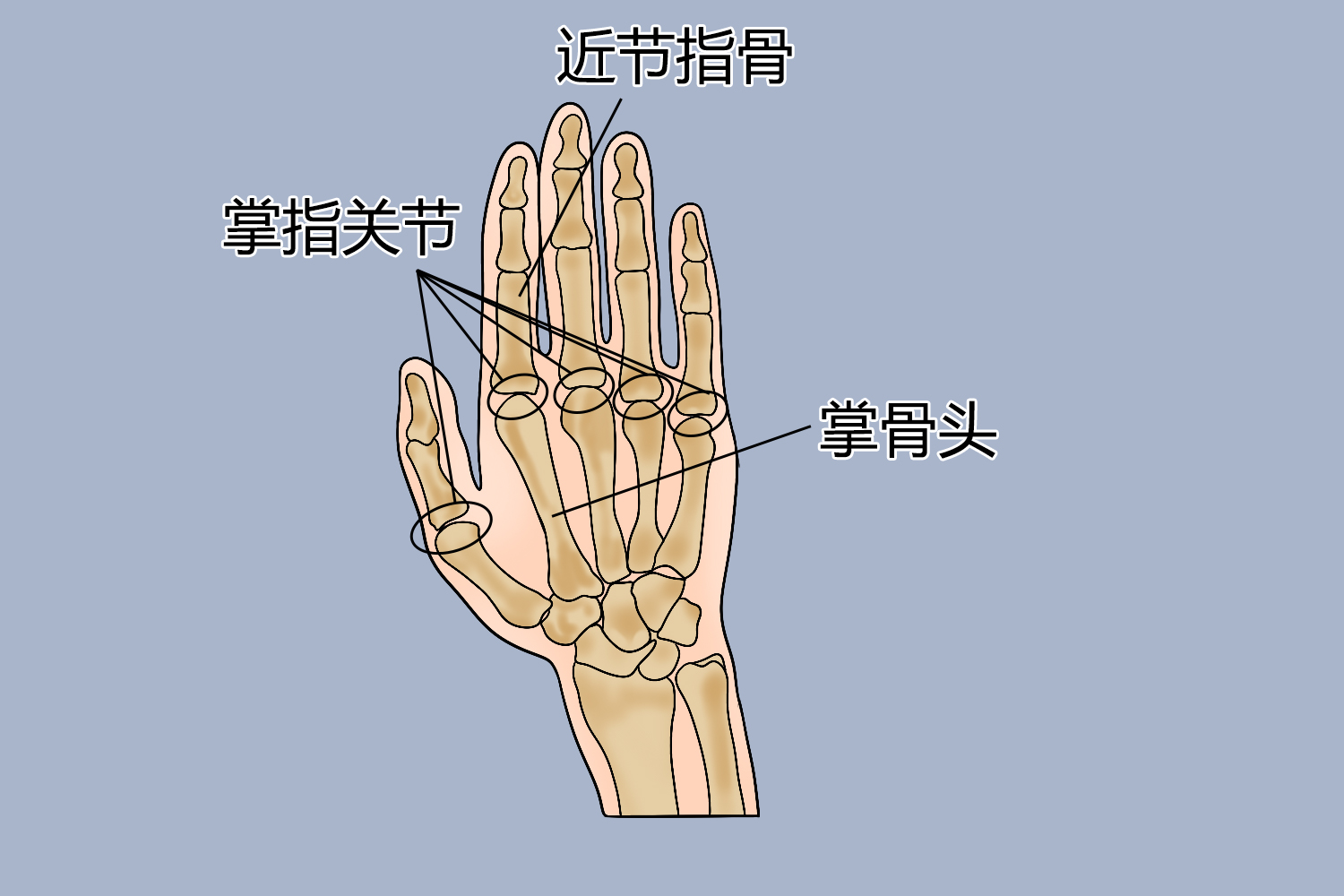 掌指关节位置图 掌指关节位置图