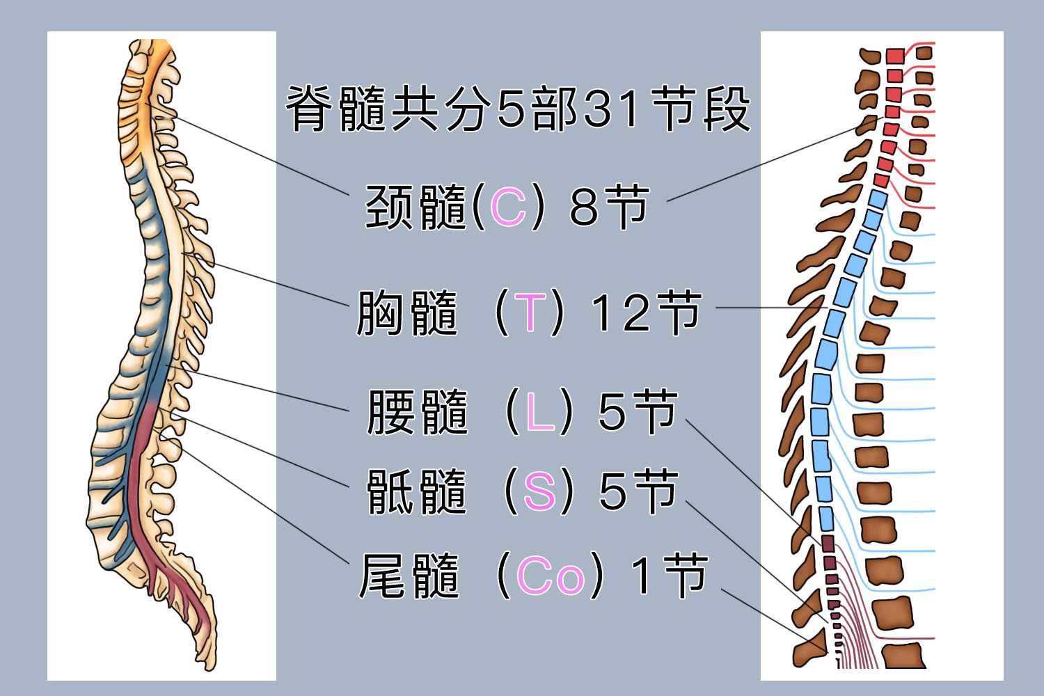 脊髓和脊神经模式图图片