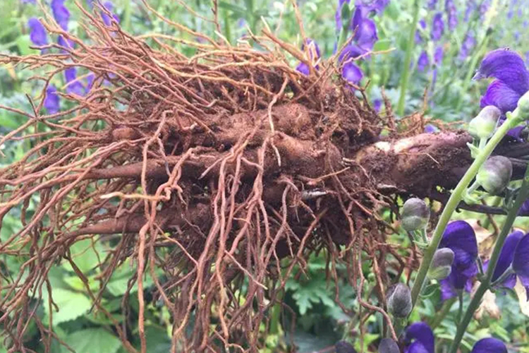 草乌原植株外观图