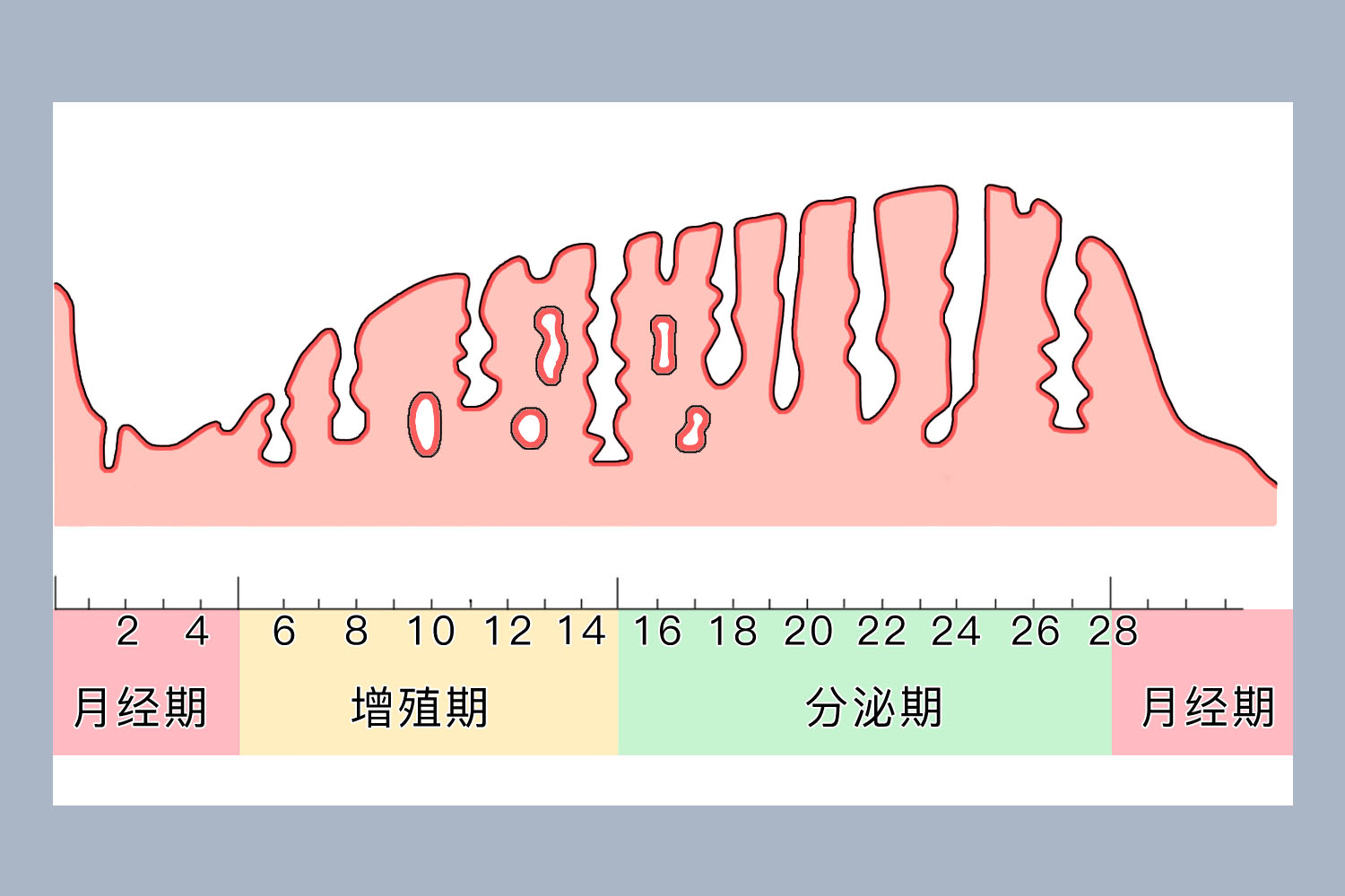 子宫内膜变化图