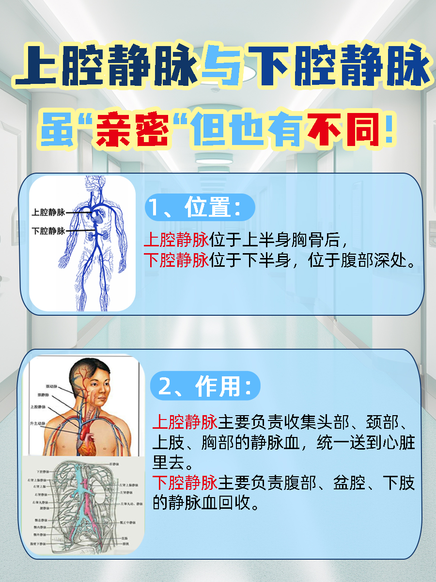 上腔静脉与下腔静脉，虽“亲密“但也有不同！