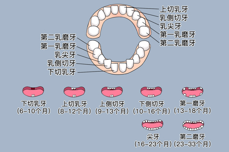 幼儿牙齿分布图