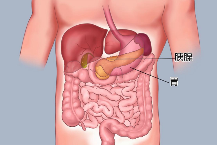 胰的位置图