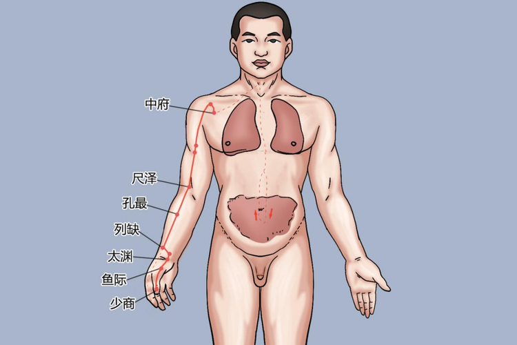 手太阴肺经图