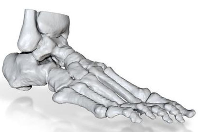 正常脚骨CT片子图 正常脚骨CT片子图