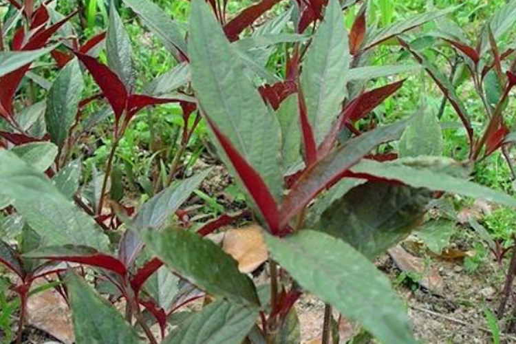 红牛膝植株图 红牛膝植株图