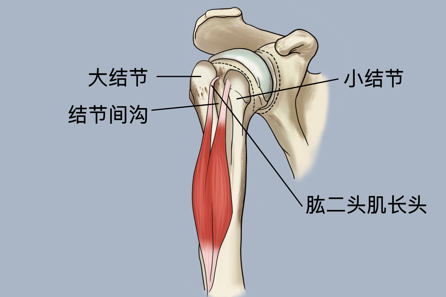 肩胸关节 名词解释图片