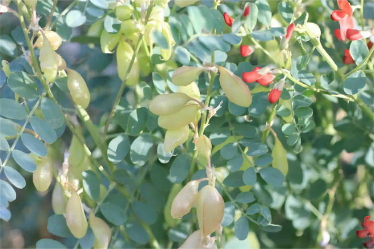 尿泡草图片