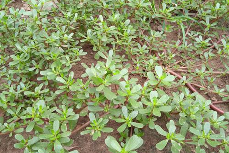 马齿苋全草图 马齿苋全草图