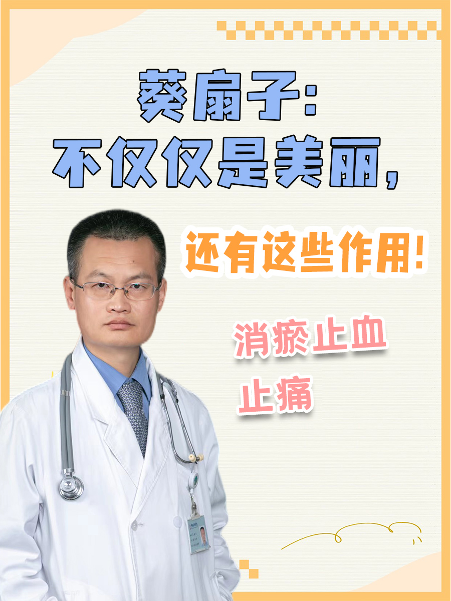 葵扇子：不仅仅是美丽，还有这些作用！