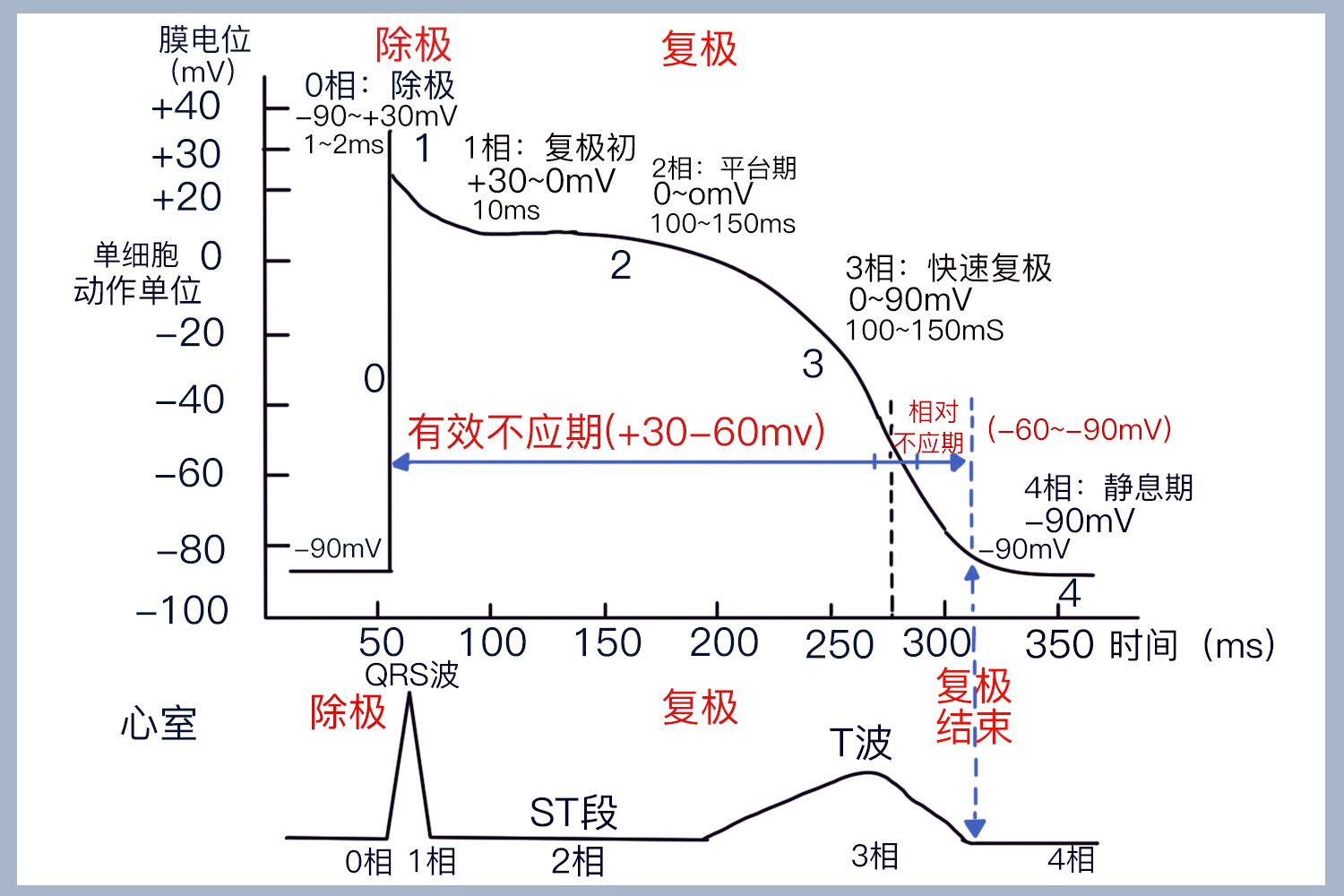 动作电位五个时期图