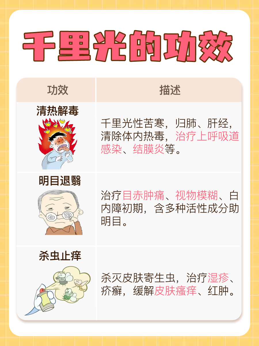 千里光草药图片及功效，看完这篇就知道！