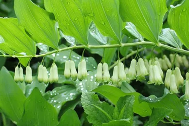 黄精原植物图 黄精原植物图