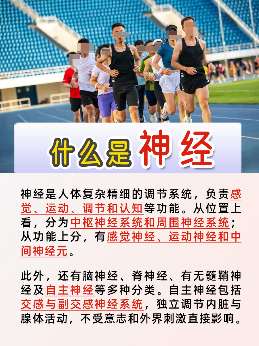 神经知多少?一文带你全搞懂!别再一知半解