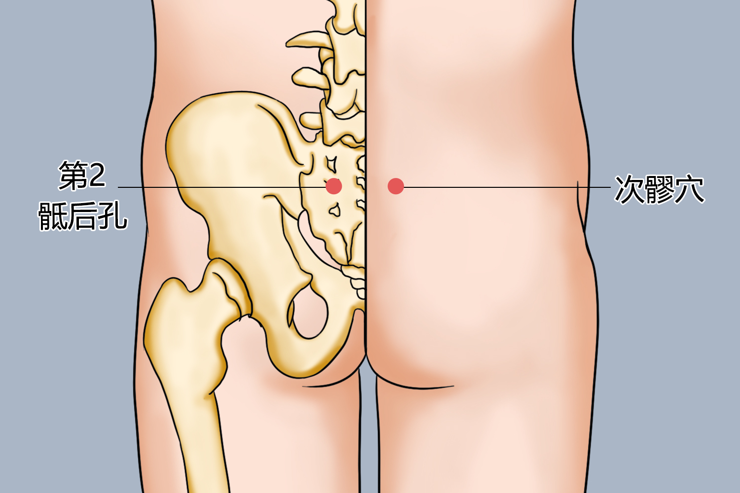 次髎穴位置图