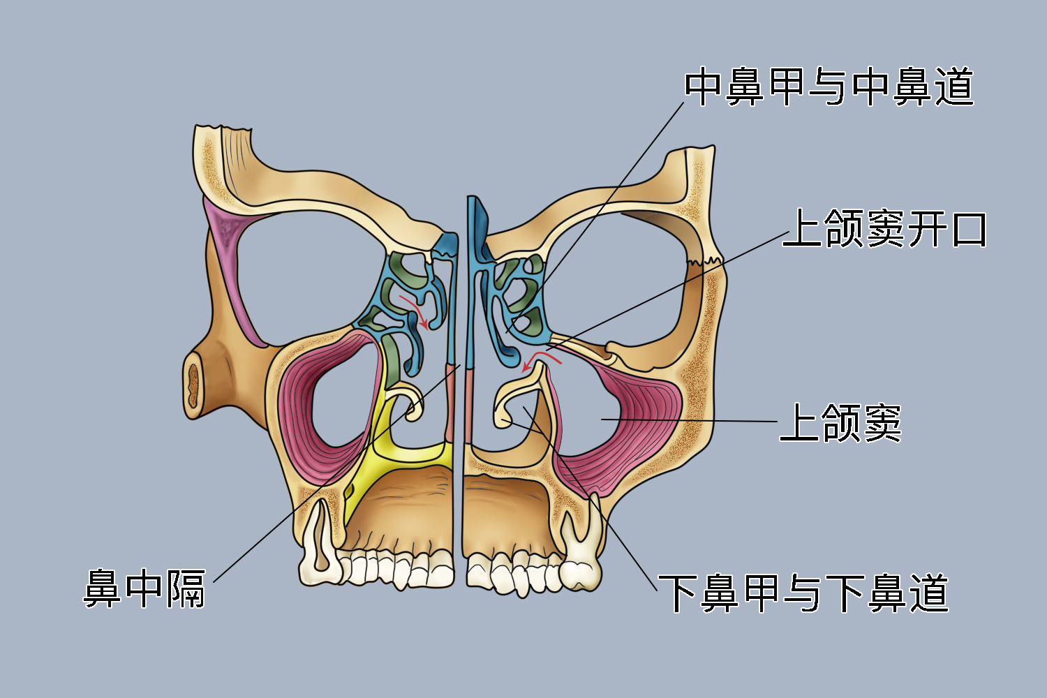 上颌窦开口图