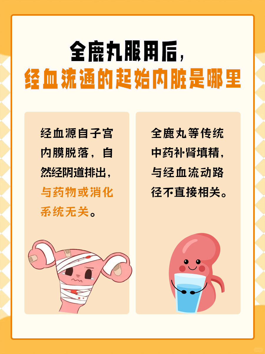 服用全鹿丸后，经血从胃部先到达哪一个内脏？