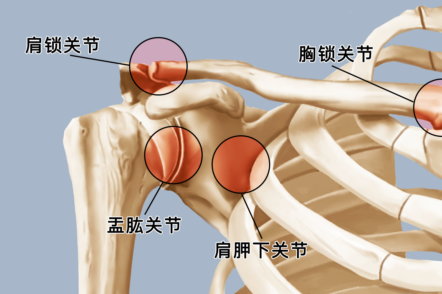 肩关节图 肩关节图