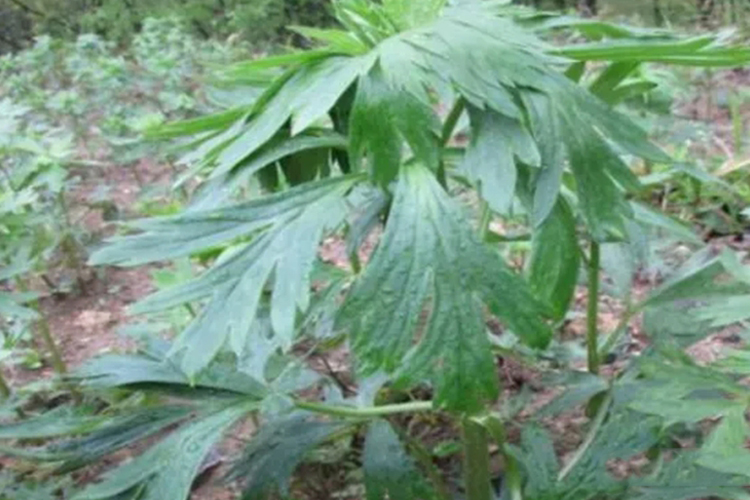 川乌附子原植株图 川乌附子原植株图