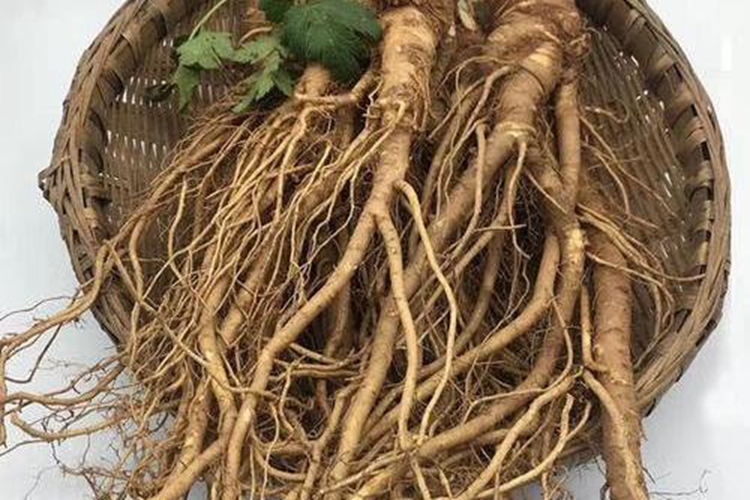 新鲜当归药材图 新鲜当归药材图