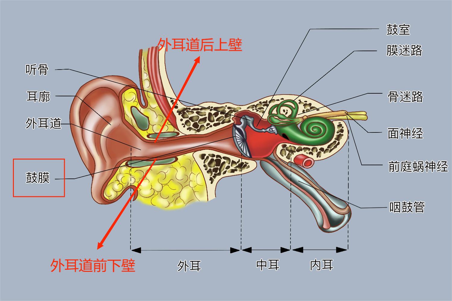 鼓膜位置图 鼓膜位置图