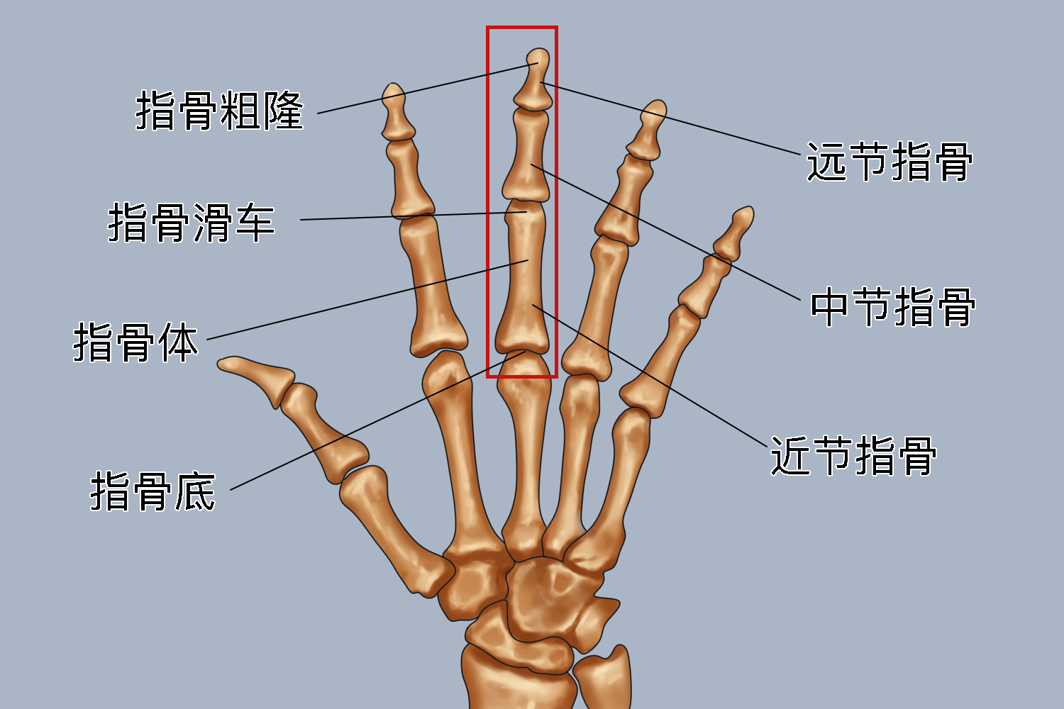 手中指骨头图片