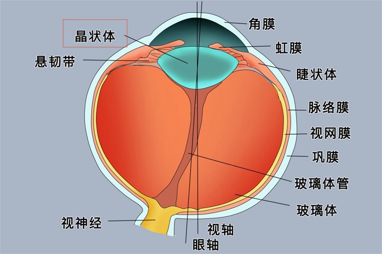 晶状体图 晶状体图