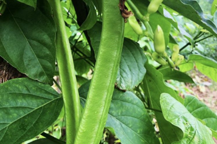 刀豆植株形态图