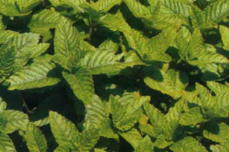 仙灵草植株图 仙灵草植株图