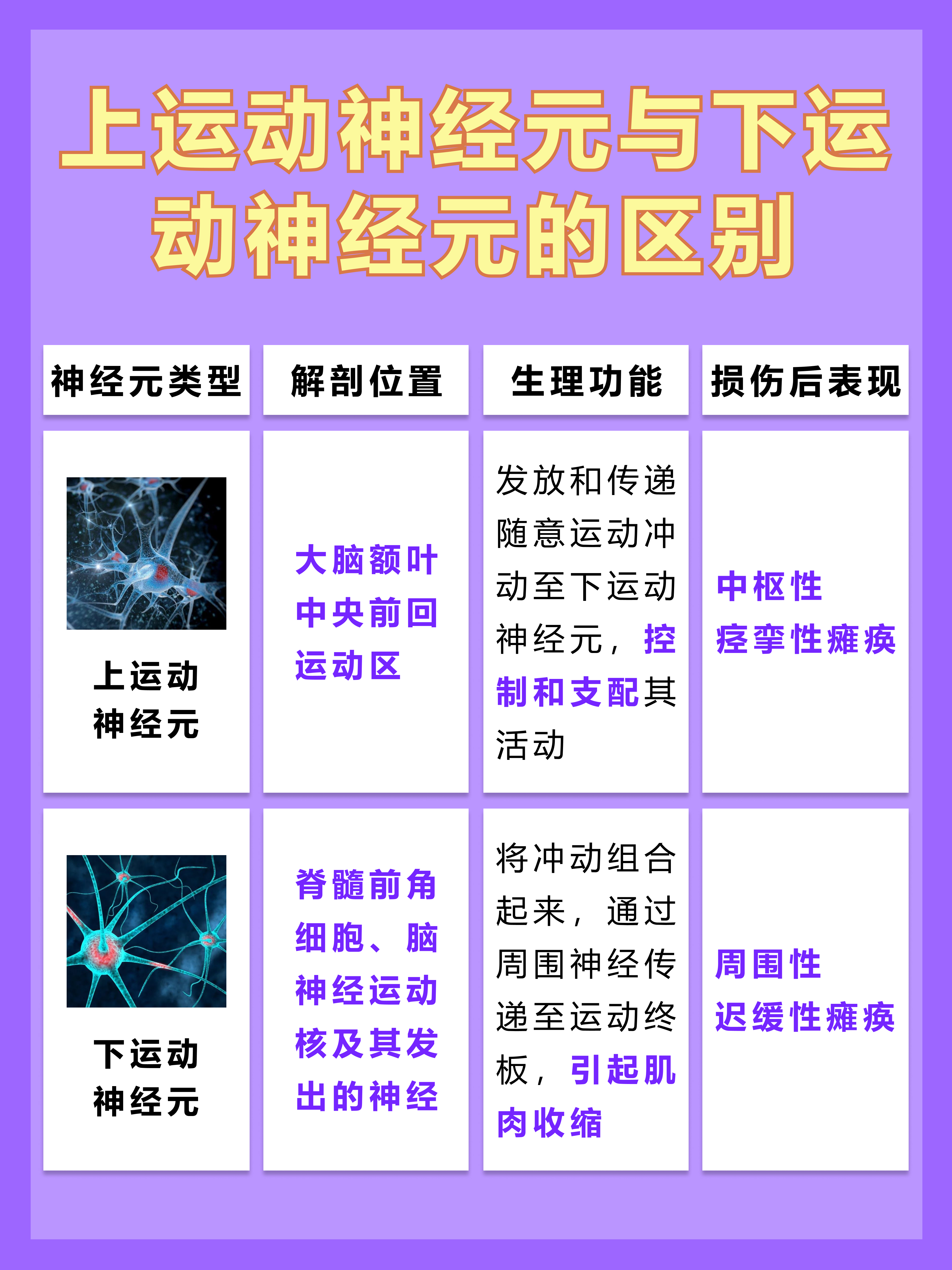 揭秘上运动神经元和下运动神经元的区别