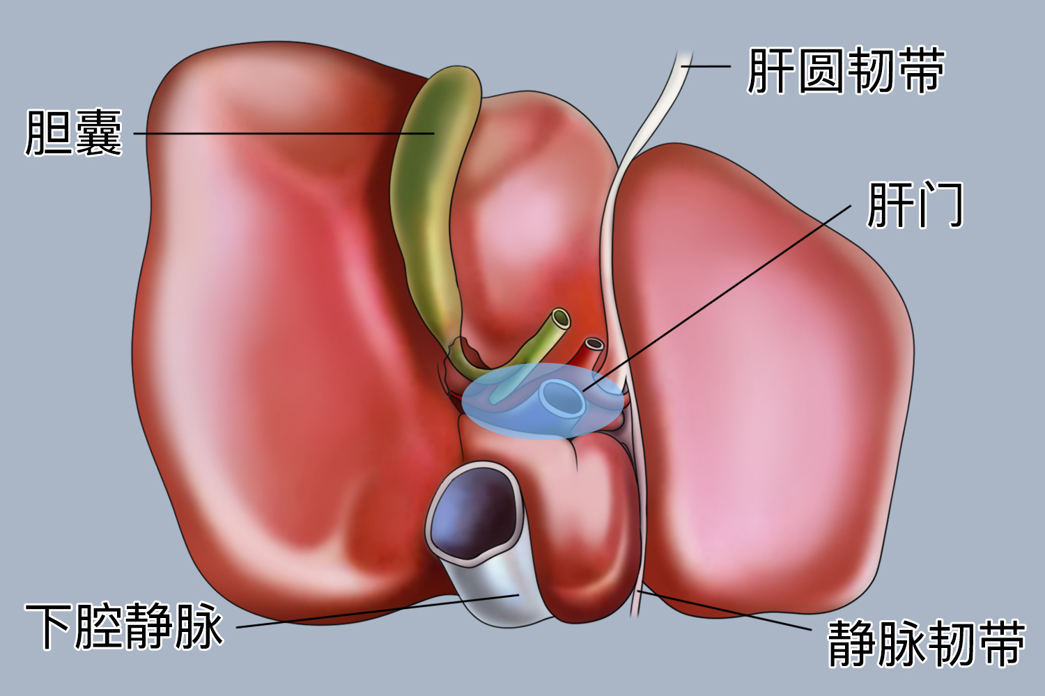 第一肝门解剖图