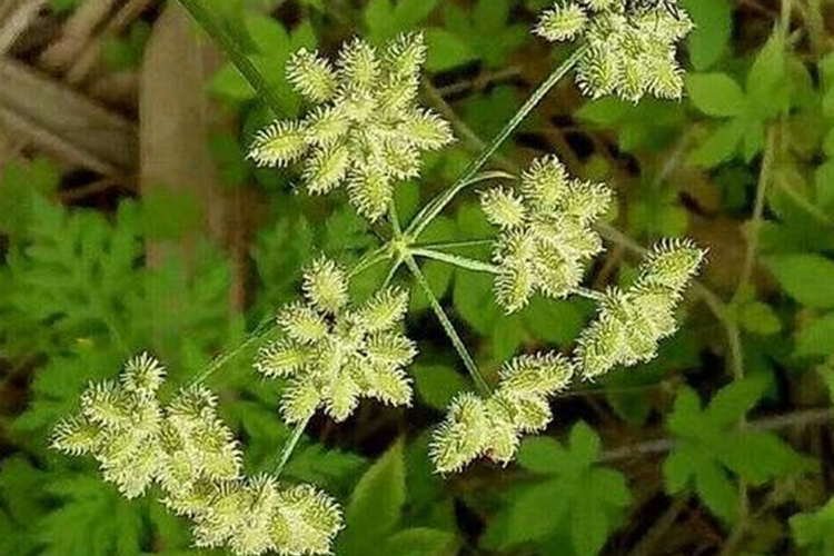 小窃衣植株图 小窃衣植株图