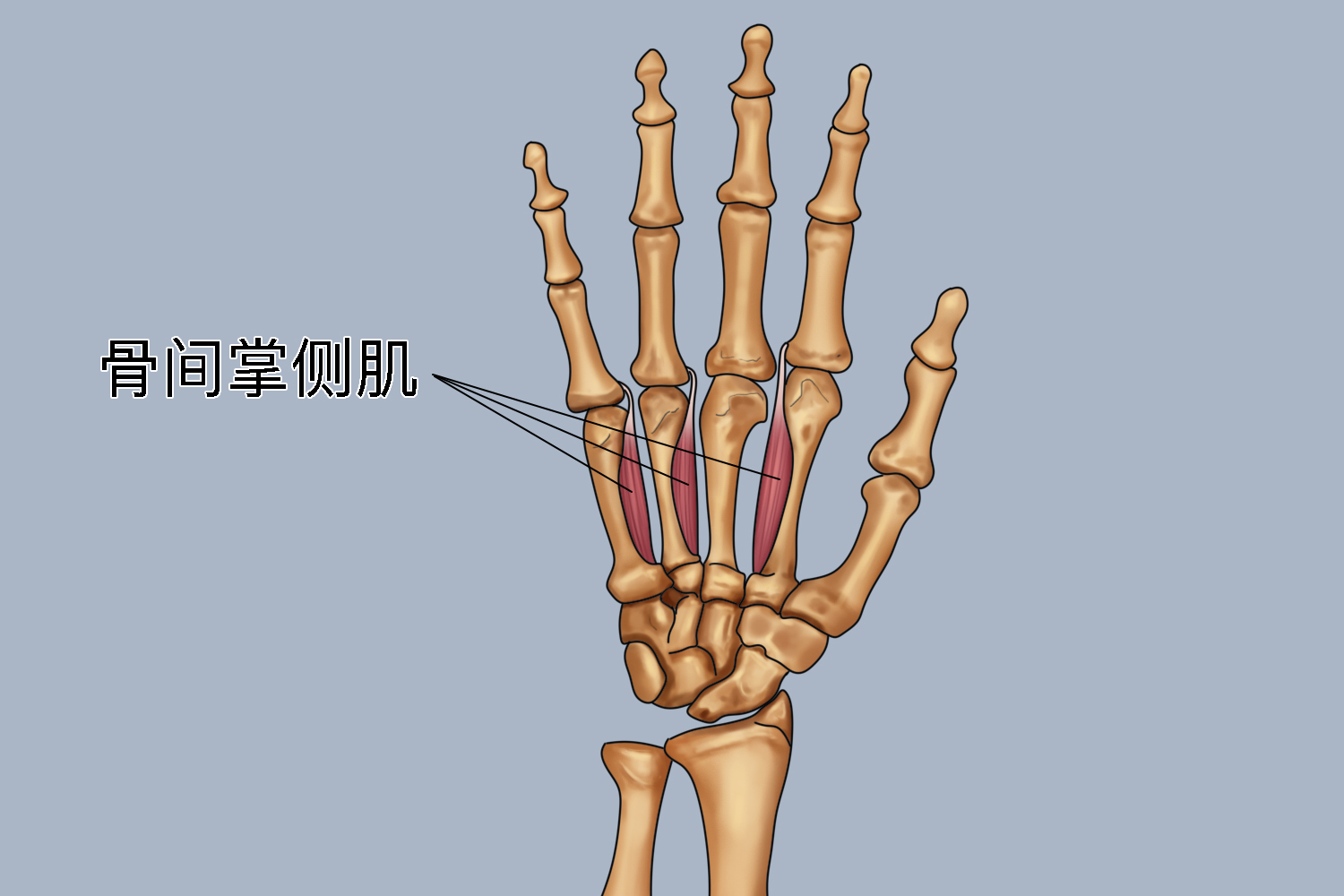 手指内收肌位置示意图 手指内收肌位置示意图