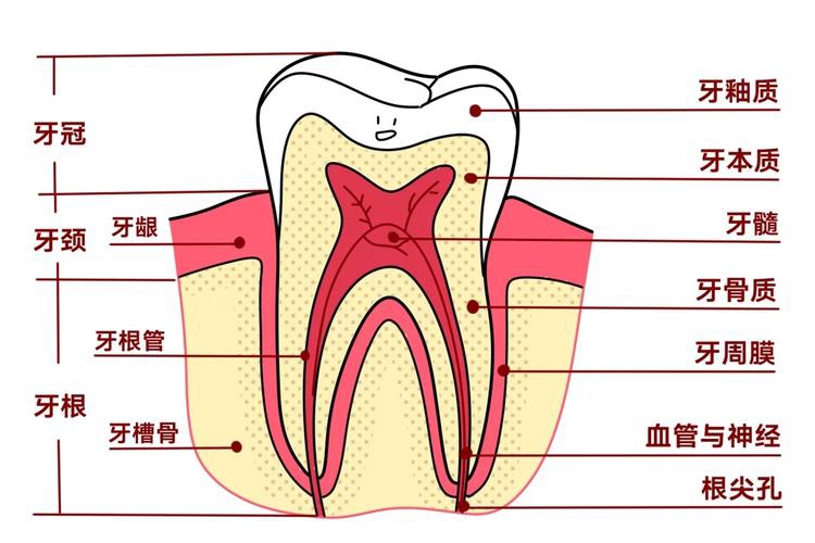 牙齿内部结构组织图 牙齿内部结构组织图