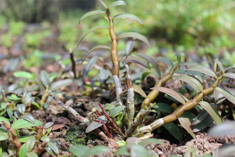 铁皮石斛植株外观图 铁皮石斛植株外观图