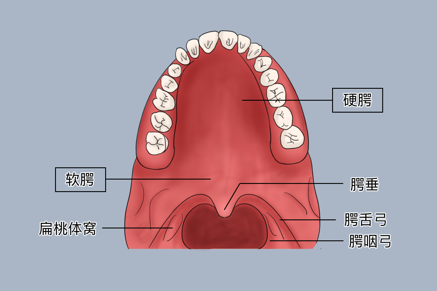 软腭黏膜组织结构图图片