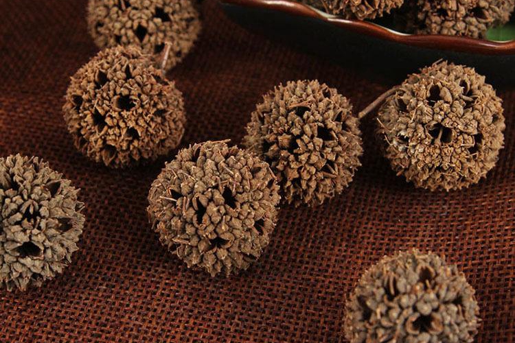 路路通药材图 路路通药材图