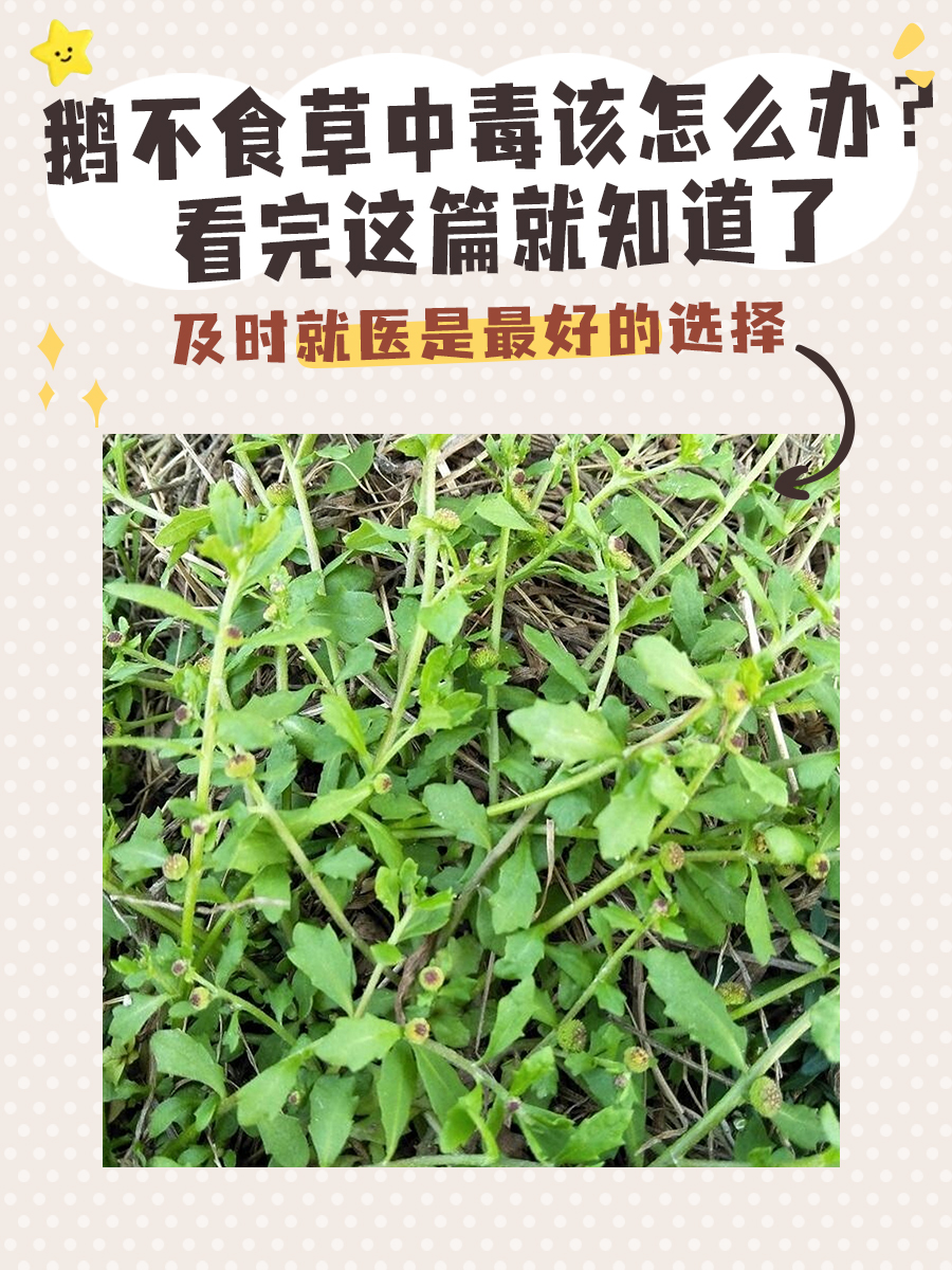 鹅不食草中毒该怎么办？看完这篇就知道了