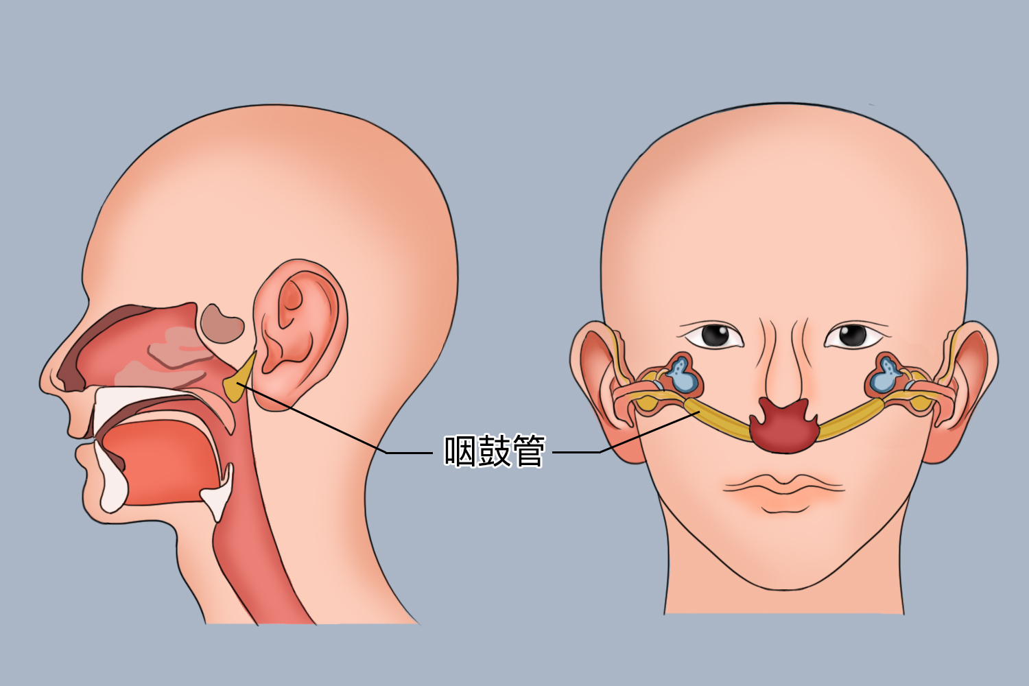 口腔和耳朵相通图