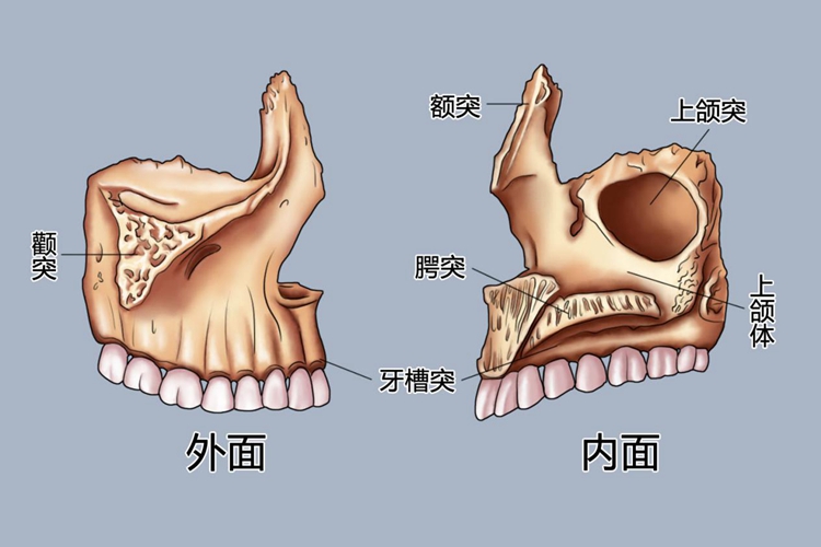 上颌骨结构图