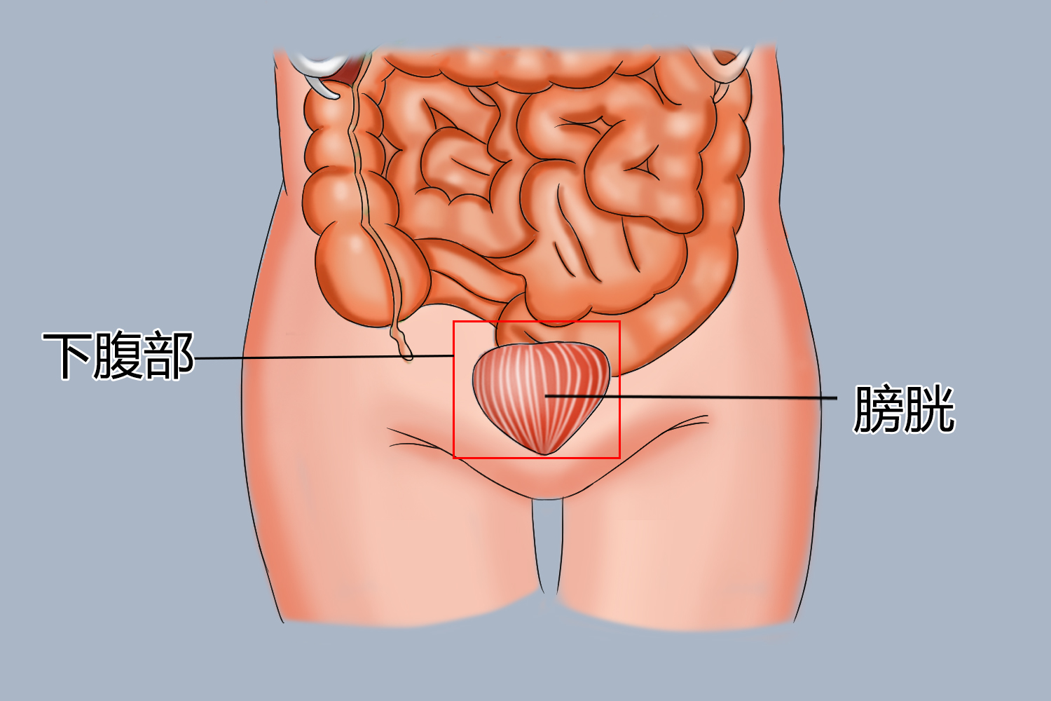 女性膀胱位置图