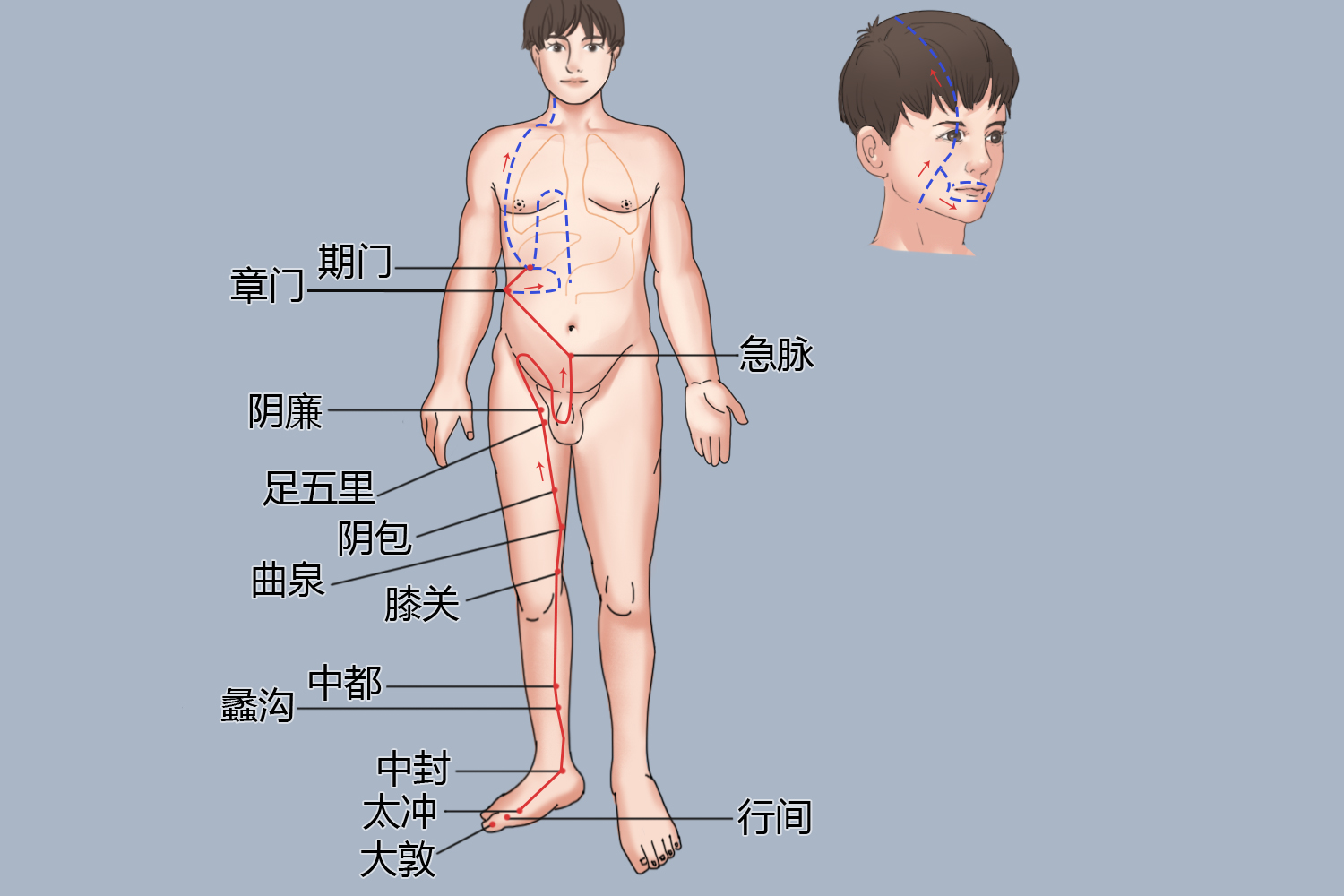 肝经经络图走向及作用图片