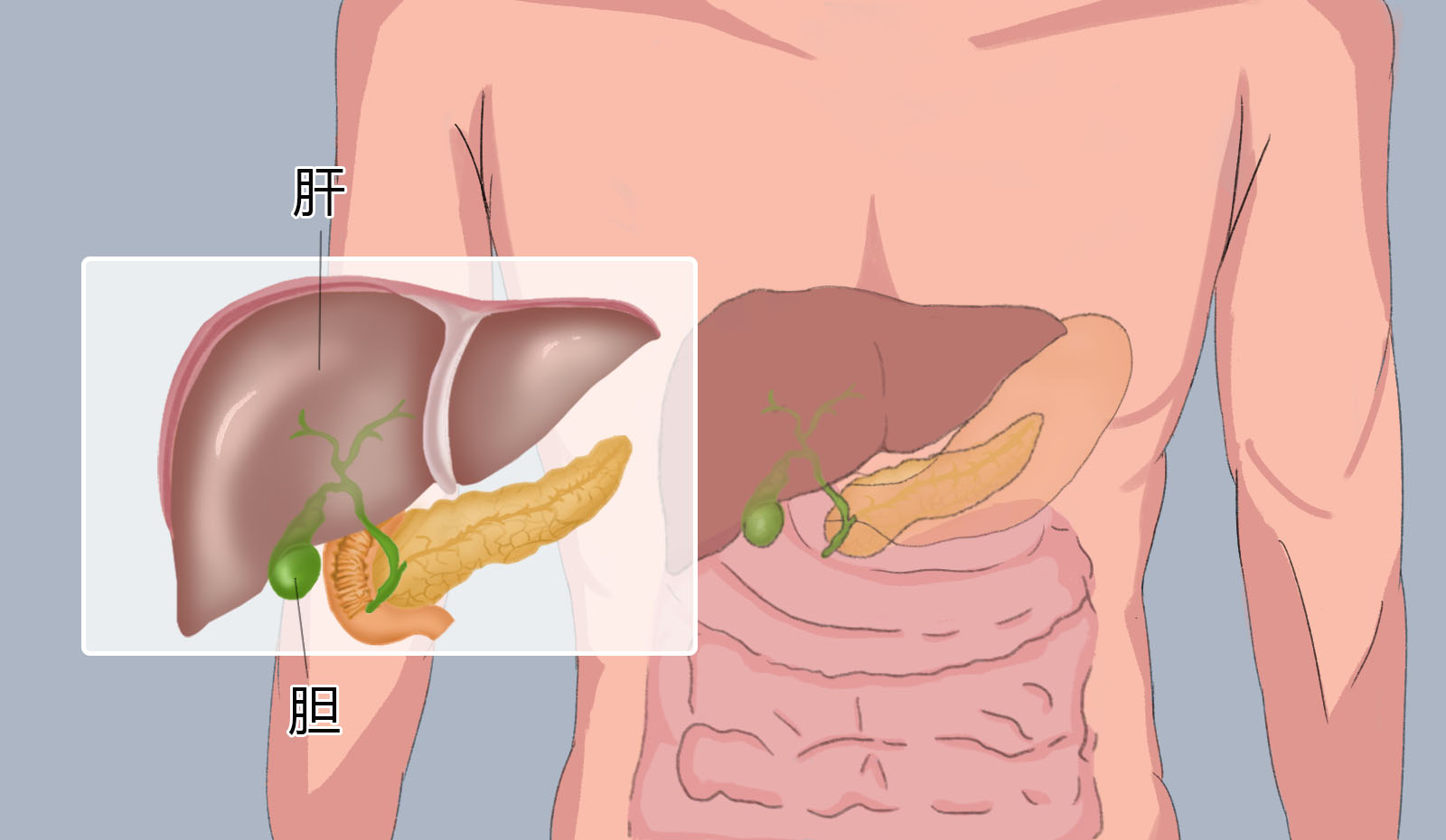 胆囊位置图