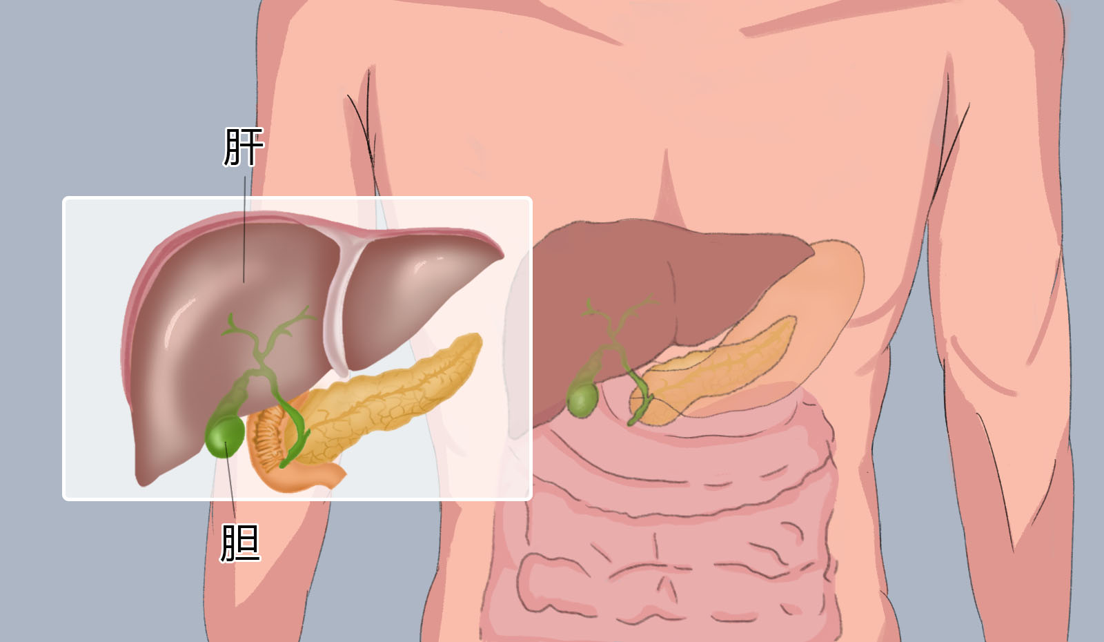 胆在人体什么位置图片