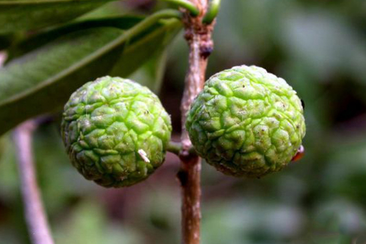 柘树果实图 柘树果实图