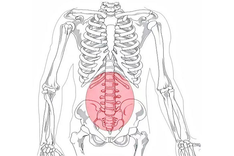 女性腰骶部位置图