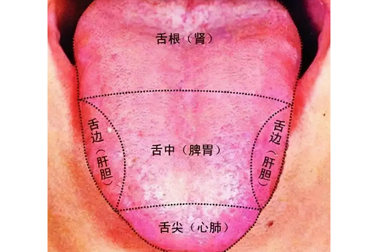 舌头各个部位代表脏器图
