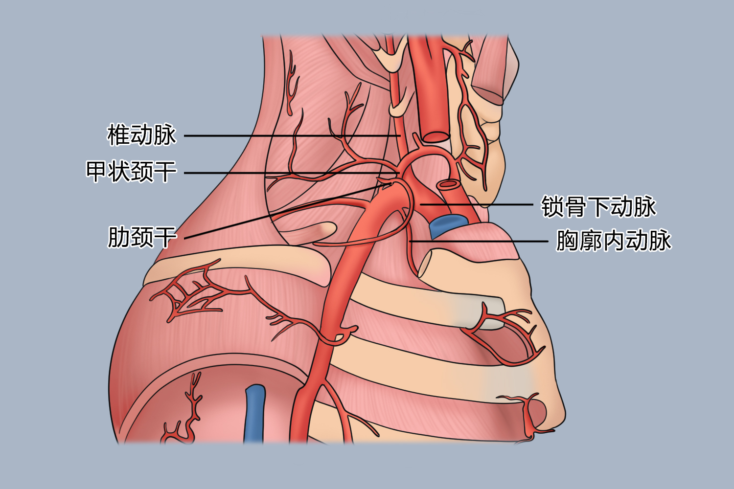 锁骨下动脉分支解剖图
