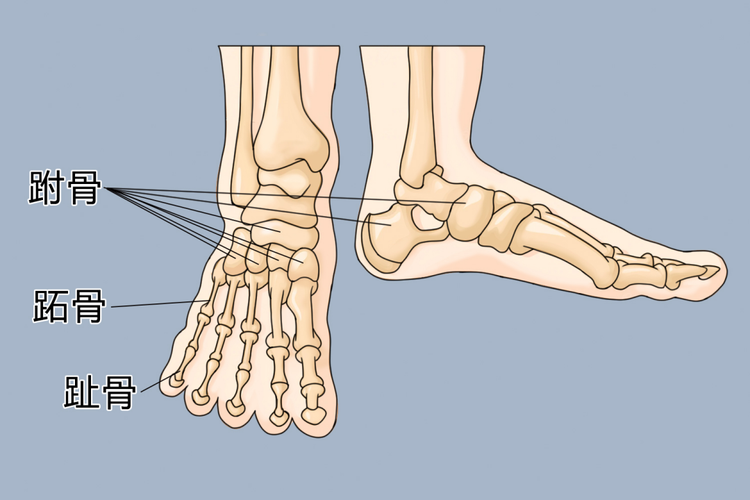 趾骨位置图 趾骨位置图