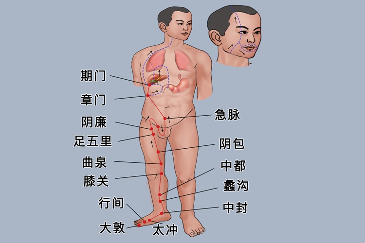 足厥阴肝经位置图 足厥阴肝经位置图